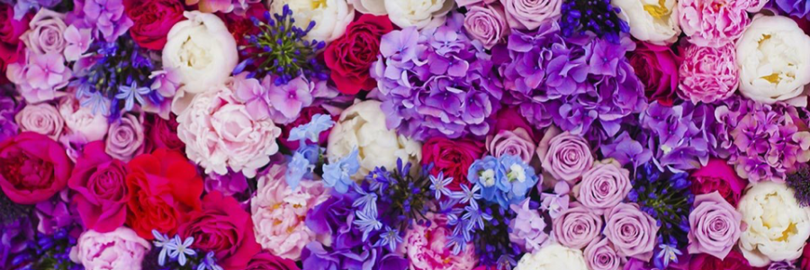 Cover image for post Roses and Violets, by Linnette