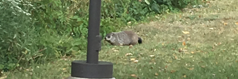 Cover image for post Does anyone know this animal?, by Brooke17