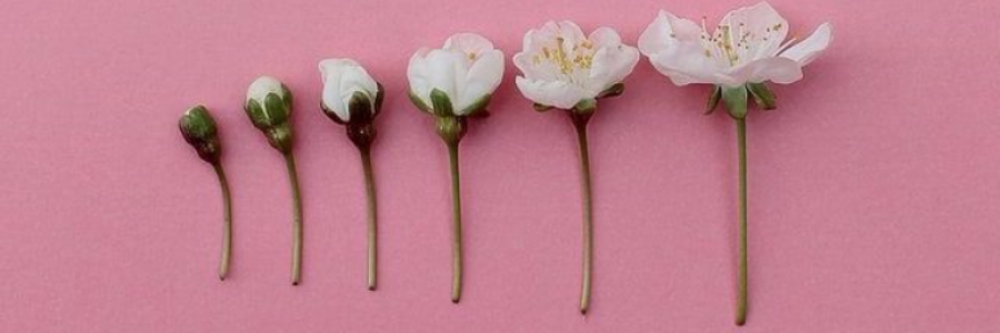 Cover image for post Beauty with a Complex, by growingparadise