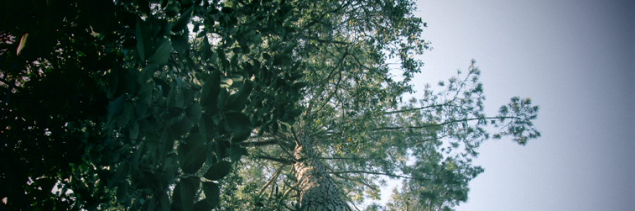 Cover image for post Green, by AmandaPhoenix