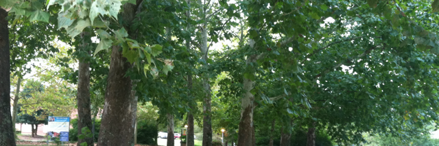 Cover image for post Forests of green, by Winter_Heart