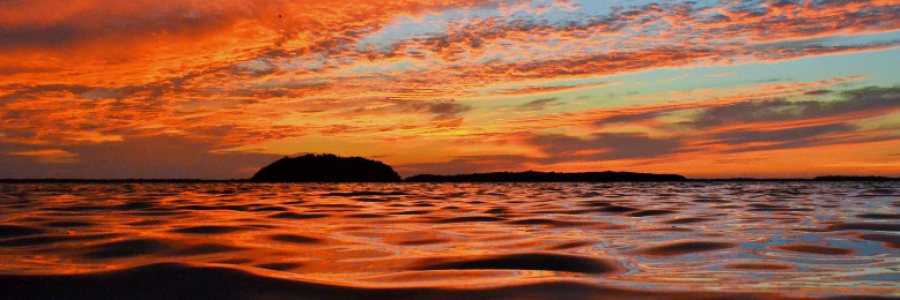 Cover image for post Claret Fluids, by sandflea68