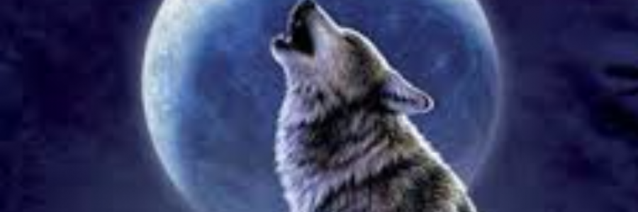 Cover image for post Blood Scent, by sandflea68