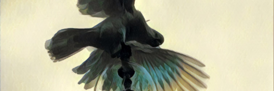 Cover image for post Cockatoo, by ZarinaDara