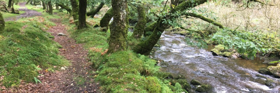 Cover image for post Exmoor Ride, by Toolie