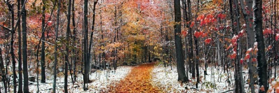 Cover image for post Falling Into Winter, by StephanieMarie