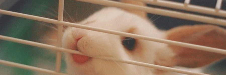 Cover image for post Class Pet, by JoResner