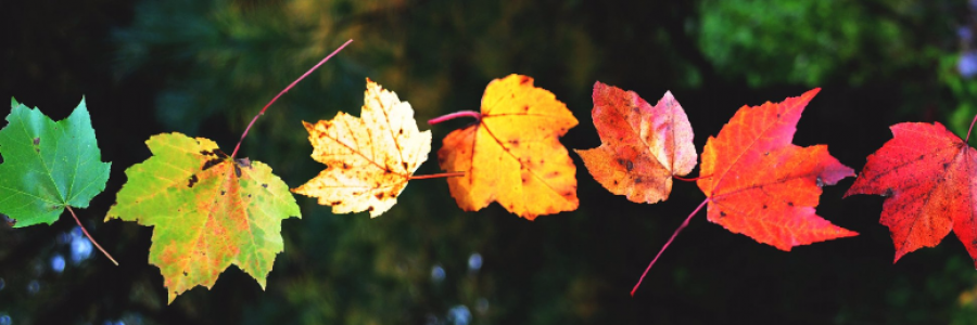 Cover image for post Falling down, by lostAlice