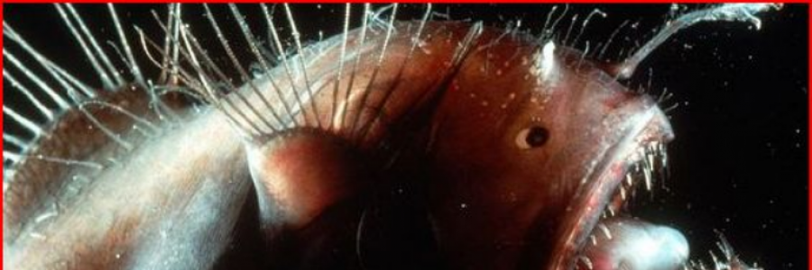 Cover image for post My, What Big Teeth, by Storybob