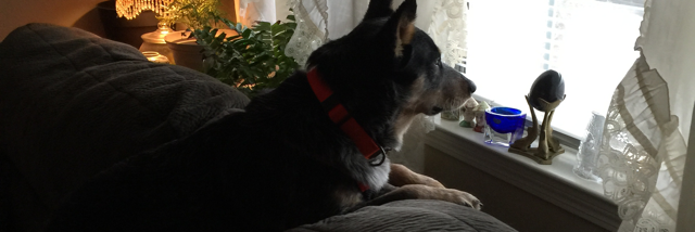 Cover image for post Afield, by vfoust