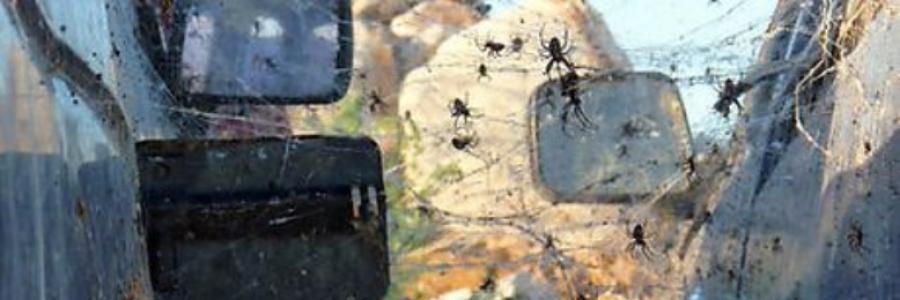 Cover image for post Planting Cars, by atmccormick