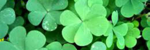 Cover image for post Lucky Clover, by Raven