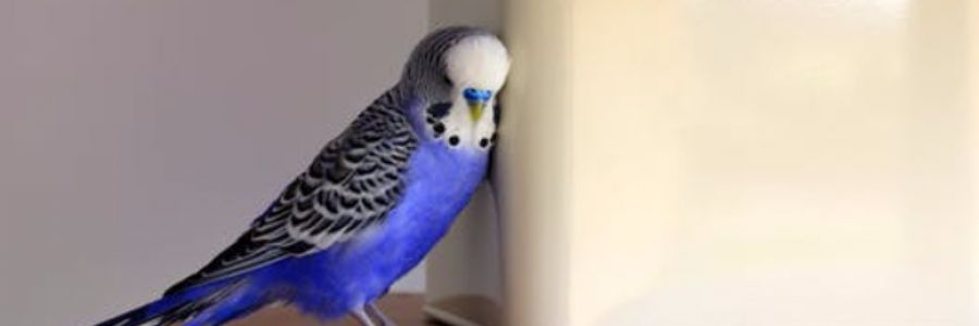 Cover image for post For You Blue, by IvyBee