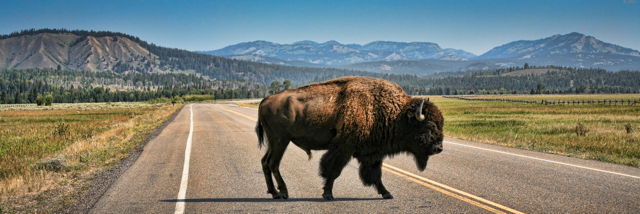 Cover image for post The Lakota Nation: part 3 Friends Gone Bad Ch.1, by Whitney