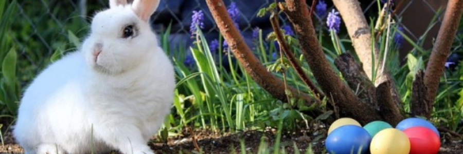 Cover image for post Bunny Pervert, by RikkiSage