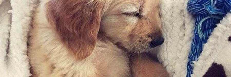 Cover image for post Sweet baby, by Kellianne