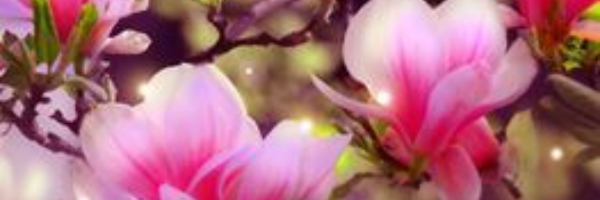 Cover image for post From Fireflies and Magnolias, by AvaMiles