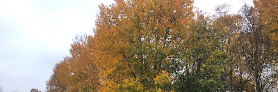 Cover image for post Take Me Autumn, by dcfatcat