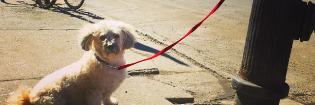 Cover image for post Today's Observations, by rickmoss