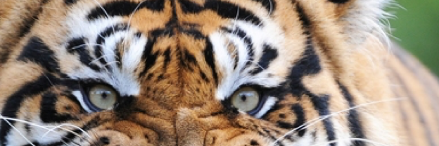 Cover image for post The Hunt, by JamesMByers