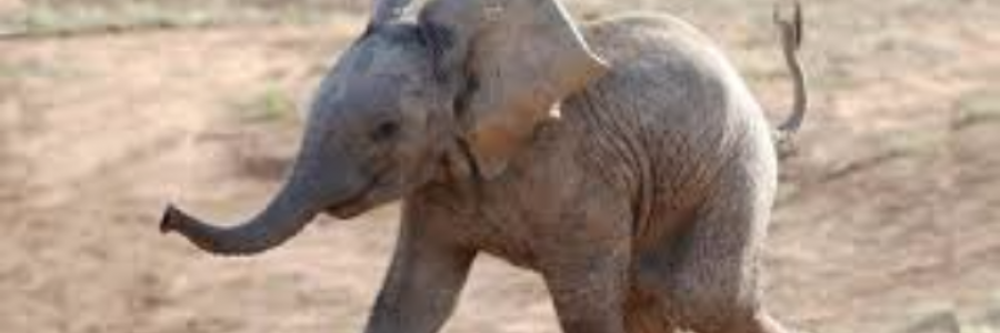 Cover image for post Baby Elephant Walk, by sandflea68