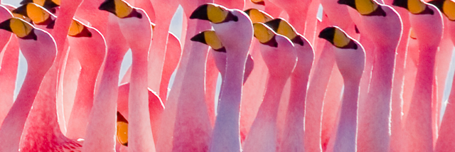 Cover image for post Flamingos, by E