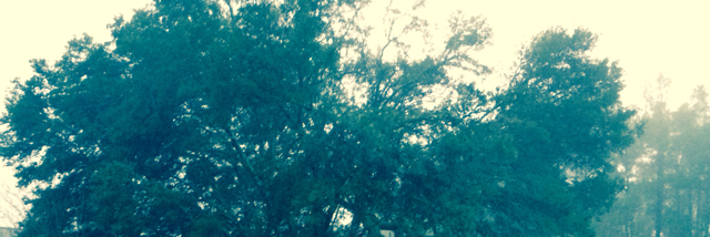 Cover image for post Did you know..., by Rebecca93