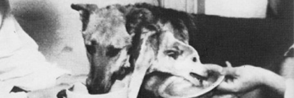 Cover image for post Head-erochromia, by Schrieben_Wulf