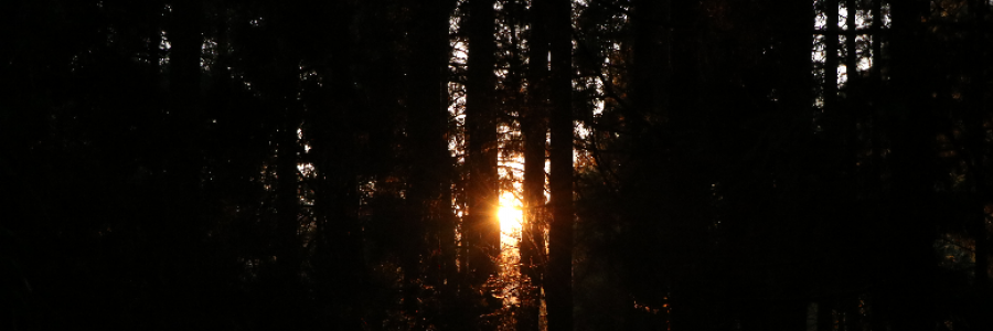 Cover image for post Rebirth, by WithLoveAbee