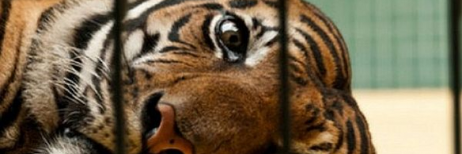 Cover image for post Killing My Wild, by RikkiSage