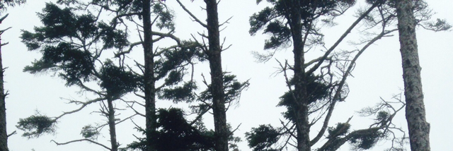 Cover image for post Untitled, by artemis