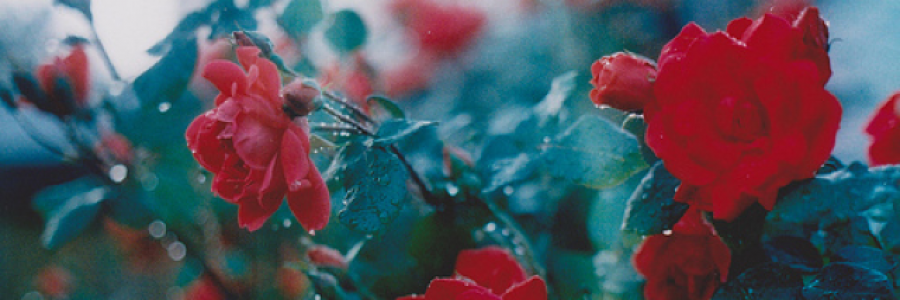 Cover image for post Everything to Me, by Tenerifeyes