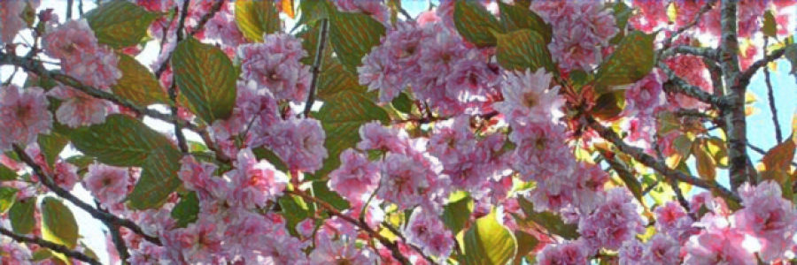 Cover image for post Cherry Tree, by ZarinaDara