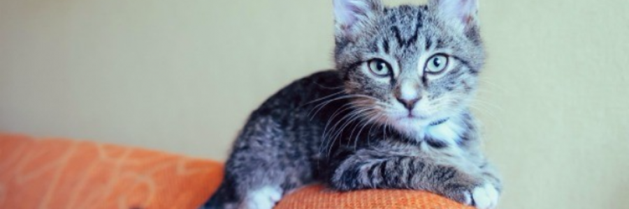 Cover image for post Kitty, by indego