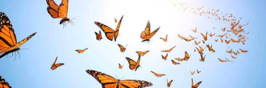 Cover image for post Butterflies, by Ritika