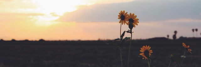 Cover image for post Till I see her again, by eddy23