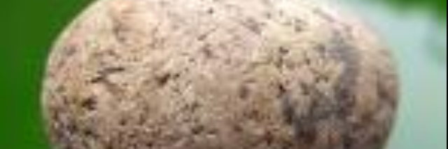 Cover image for post Snobby, by Gymnastics