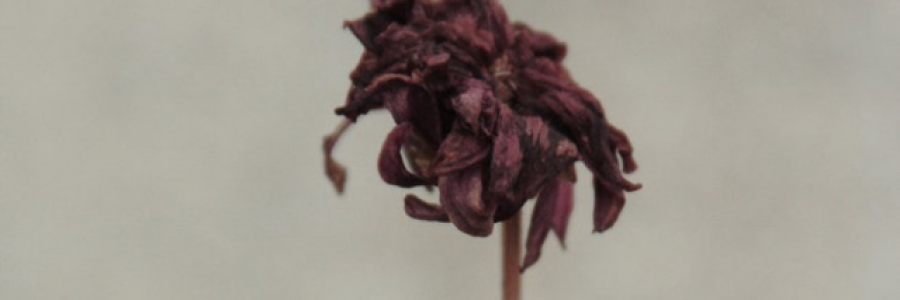 Cover image for post Humanity, by Blossom17