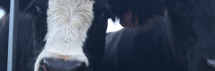 Cover image for post A Wasp and a Buddhist, by Elkroadartist