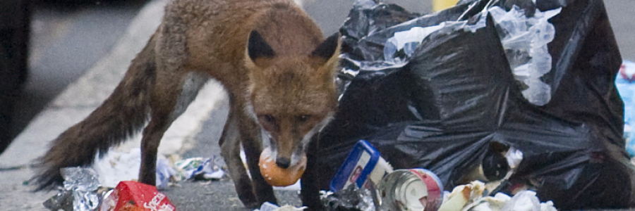 Cover image for post That Mr Fox and his kin, by MikeHammond