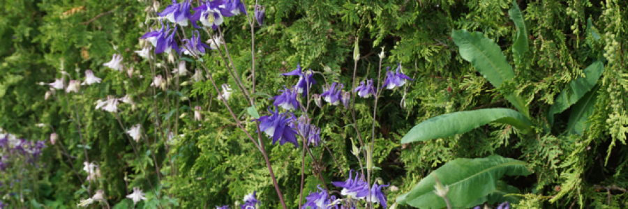 Cover image for post Why do humans deserve to survive?, by Ken_W_Writer