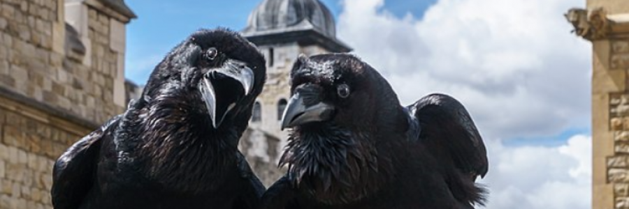 Cover image for post Gypsy Bird, by wood