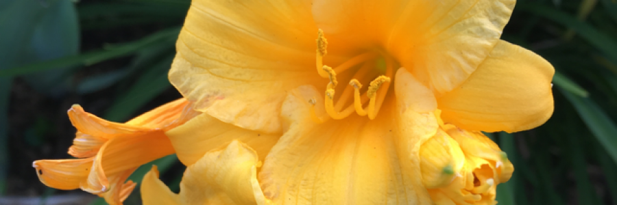 Cover image for post Wishful Thinking, by Ken_W_Writer