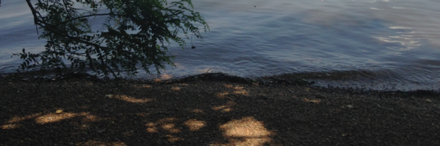 Cover image for post Bottom Feeder, by Quiksilvr