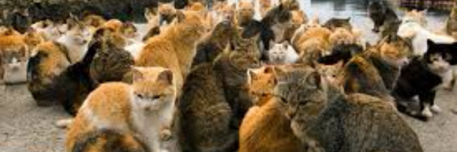 Cover image for post Mute, by sandflea68