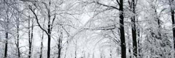 Cover image for post Describe Winter in one word, by pgjmiranda