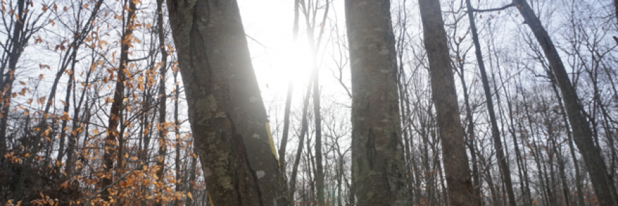 Cover image for post Forever, by Ken_W_Writer