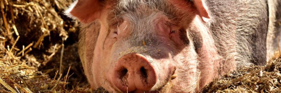 Cover image for post The Beloved Pig (a tragedy), by Glace