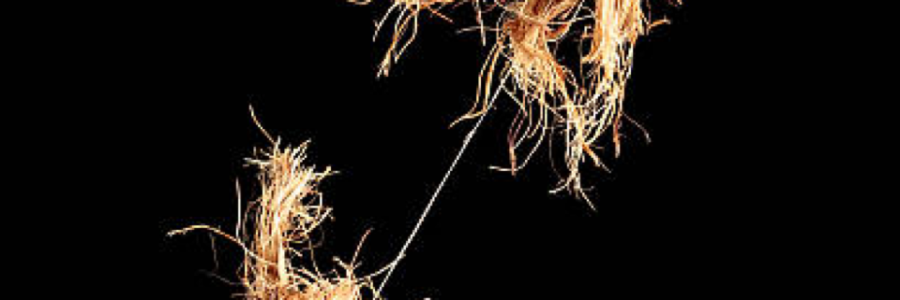 Cover image for post Connection, by RayOfLight58