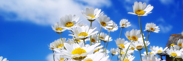 Cover image for post Evasion, by pgjmiranda